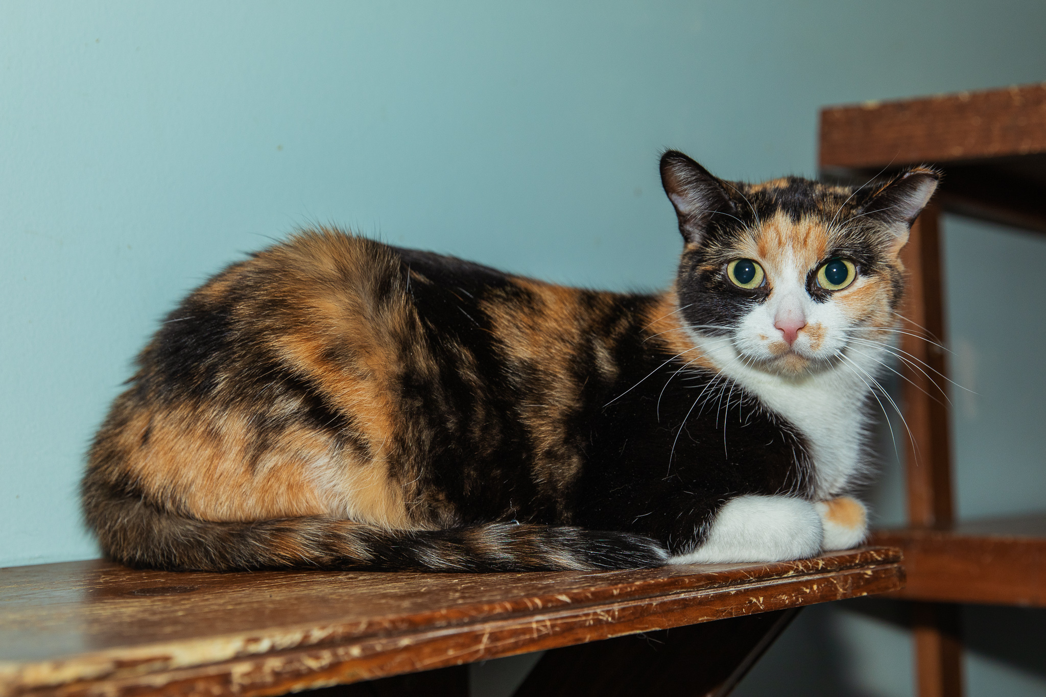 Cat for adoption Reeses, a Domestic Short Hair in Chicago, IL Petfinder