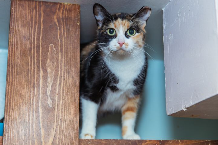 Reeses, an adoptable Domestic Short Hair in Chicago, IL_image-2