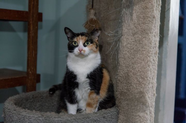 Reeses, an adoptable Domestic Short Hair in Chicago, IL_image-4