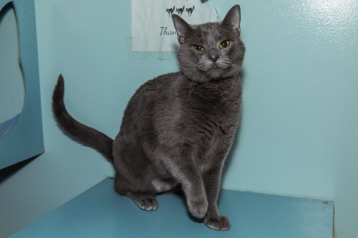 Puddin, an adoptable Russian Blue in Chicago, IL_image-1