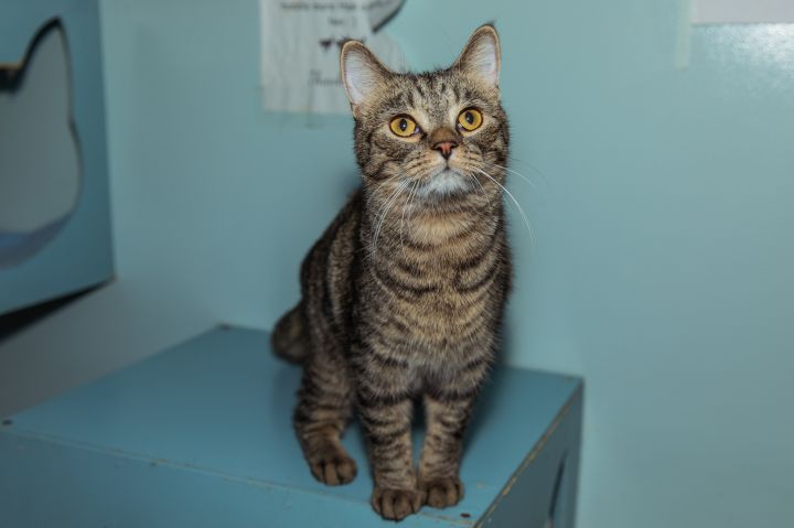 Jack, an adopted Bengal Mix in Chicago, IL_image-2
