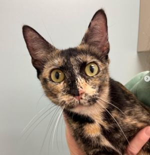 Ivy, adoptable Cat, Young Female Domestic Short Hair & Tortoiseshell Mix, .