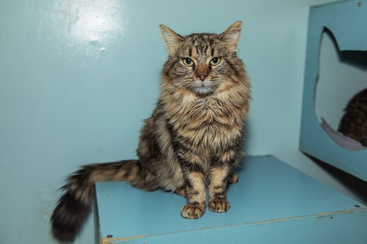Michael, an adoptable Maine Coon in Chicago, IL_image-1