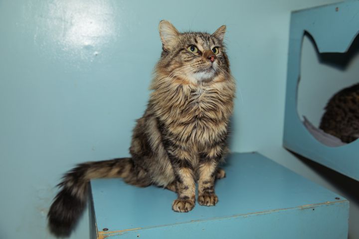 Michael, an adopted Maine Coon in Chicago, IL_image-2