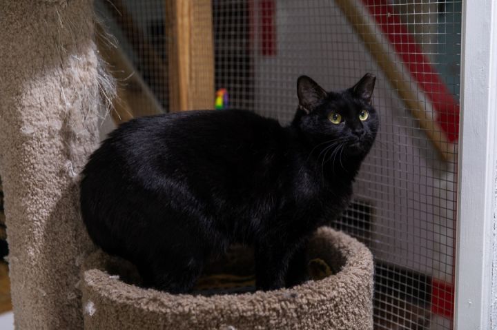 Inky, an adoptable Bombay in Chicago, IL_image-1