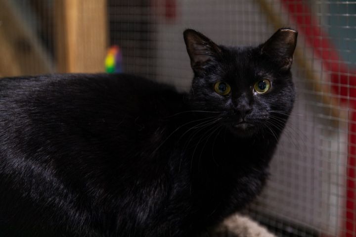 Inky, an adoptable Bombay in Chicago, IL_image-2