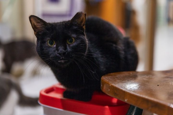 Inky, an adoptable Bombay in Chicago, IL_image-3