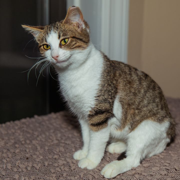 Maggie, an adopted Domestic Short Hair in Chicago, IL_image-2