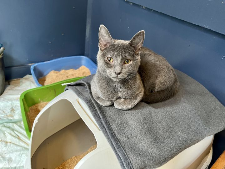 Gabriel, an adoptable Russian Blue in Chicago, IL_image-3