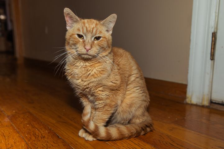 Butterscotch, an adopted Domestic Short Hair in Chicago, IL_image-1