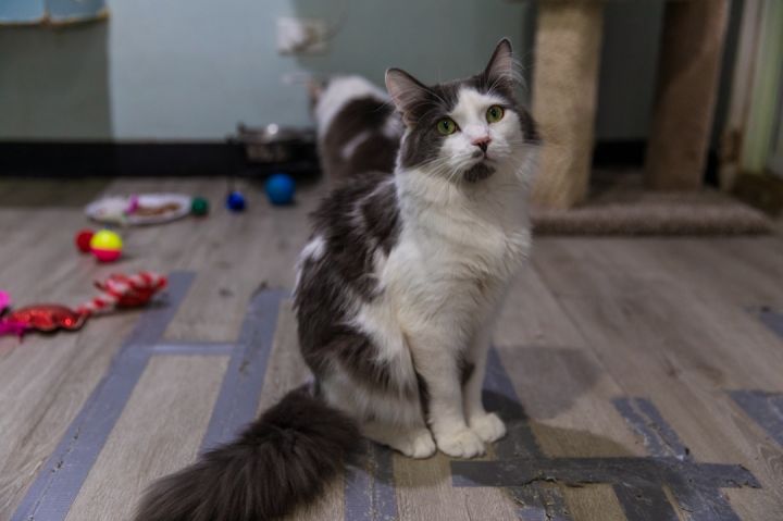 George, an adoptable Maine Coon in Chicago, IL_image-3