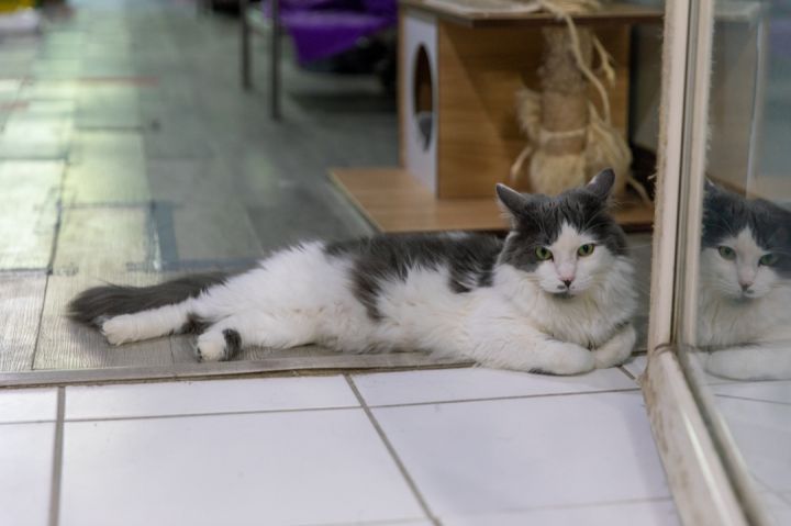 George, an adoptable Norwegian Forest Cat in Chicago, IL_image-5