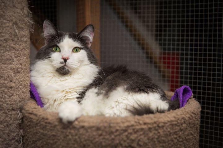 George, an adopted Norwegian Forest Cat in Chicago, IL_image-1