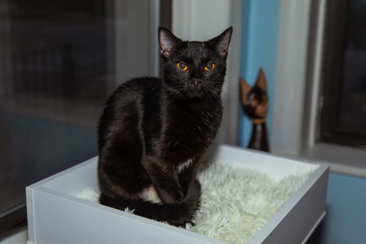 Dennis, an adoptable Domestic Short Hair in Chicago, IL_image-1