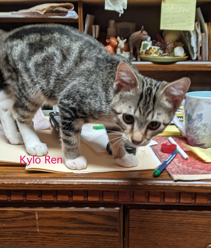 Kylo Ren, an adopted Tabby & Domestic Short Hair Mix in Manhattan, KS_image-1