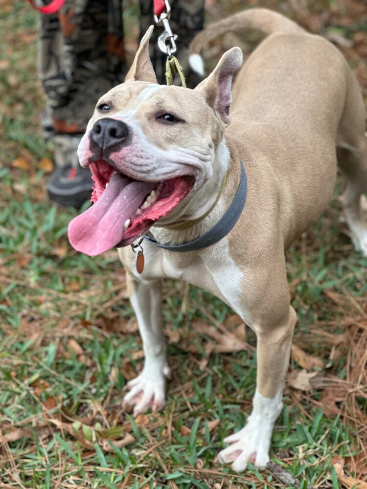 Lydia, an adoptable American Bulldog in Milton, FL, 32583 | Photo Image 1