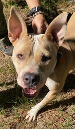 Lydia, an adoptable American Bulldog in Milton, FL, 32583 | Photo Image 1