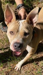 Lydia, an adoptable American Bulldog in Milton, FL, 32583 | Photo Image 2