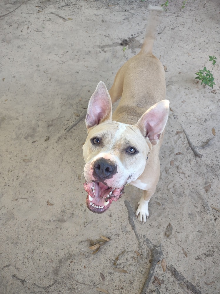Lydia, an adoptable American Bulldog in Milton, FL, 32583 | Photo Image 3