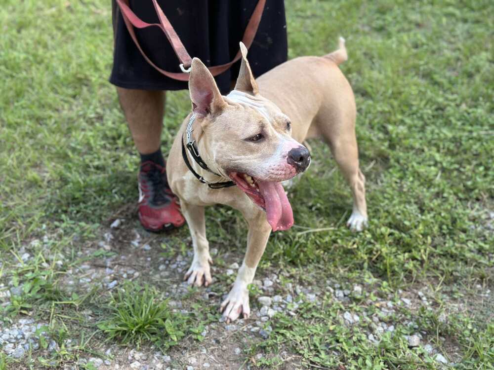 Lydia, an adoptable American Bulldog in Milton, FL, 32583 | Photo Image 3