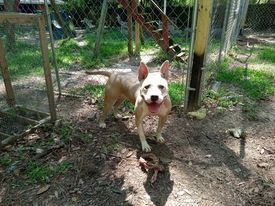 Lydia, an adoptable American Bulldog in Milton, FL, 32583 | Photo Image 4