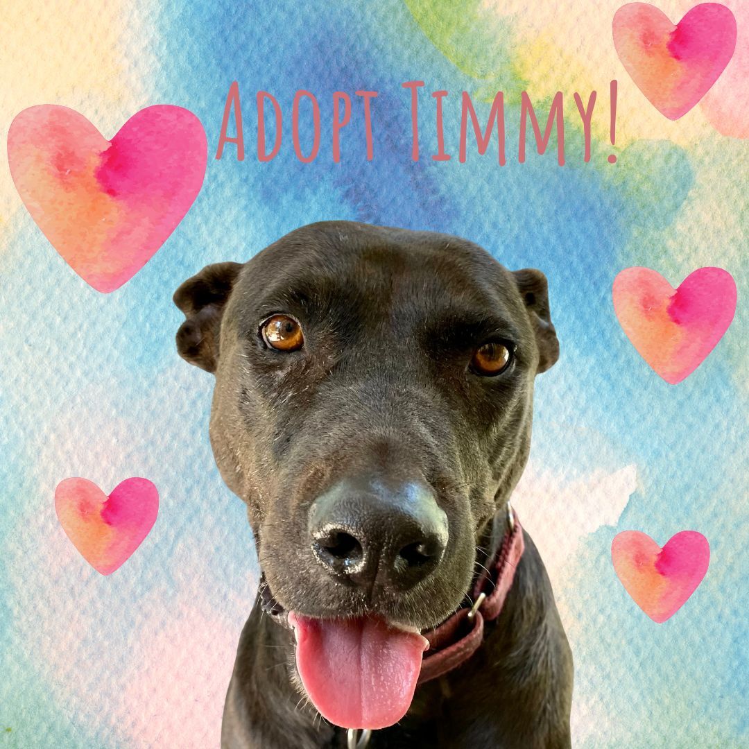 Timmy, an adoptable Labrador Retriever in Georgetown, TX, 78633 | Photo Image 1