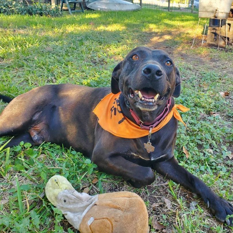 Timmy, an adoptable Labrador Retriever in Georgetown, TX, 78633 | Photo Image 3