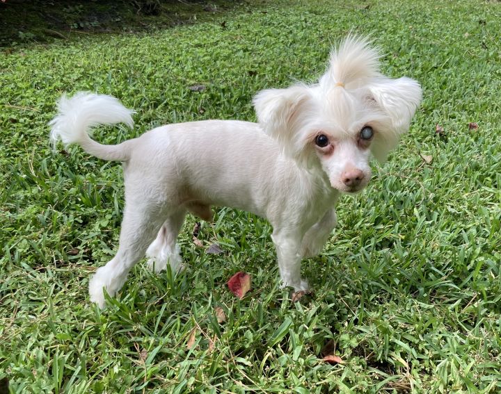 Jax, an adoptable Chinese Crested Dog in Houston, TX_image-1