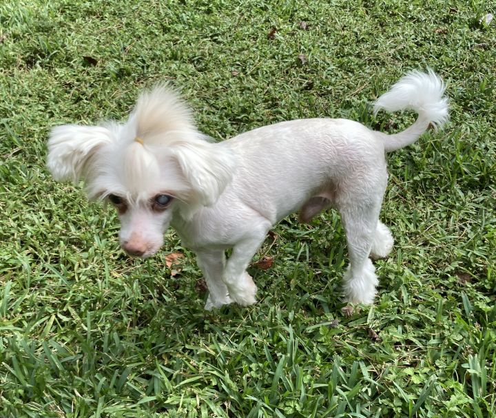 Jax, an adoptable Chinese Crested Dog in Houston, TX_image-2