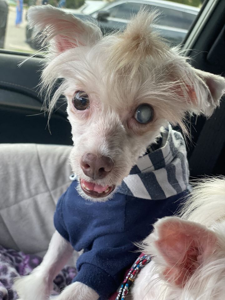 Jax, an adoptable Chinese Crested Dog in Houston, TX_image-6