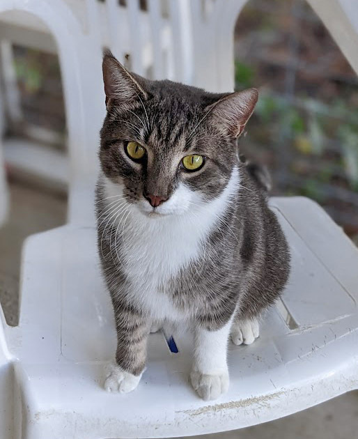 Oliverio, an adoptable Domestic Short Hair in Mission, TX_image-4