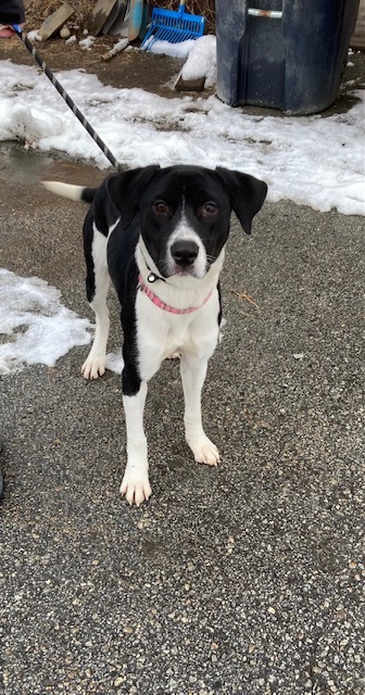 springer spaniel lab border collie mix