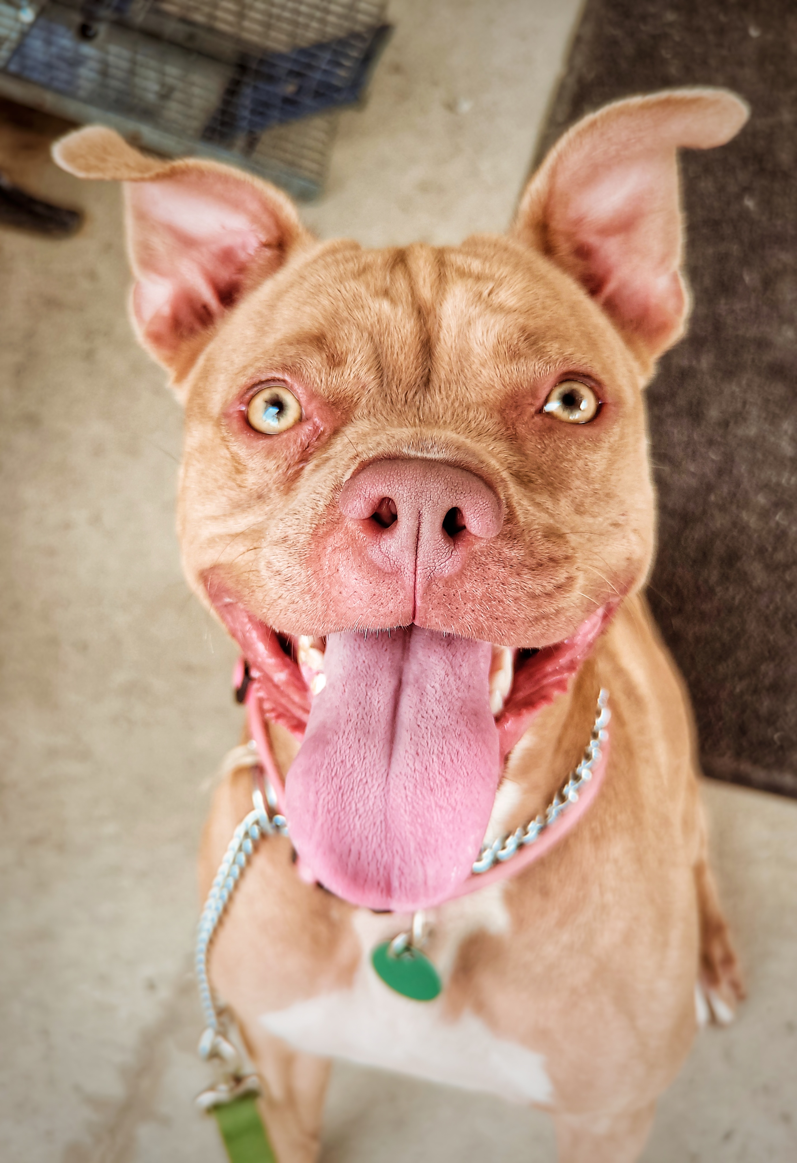 Hazel, an adoptable Boston Terrier, American Bulldog in Eglin AFB, FL, 32542 | Photo Image 1