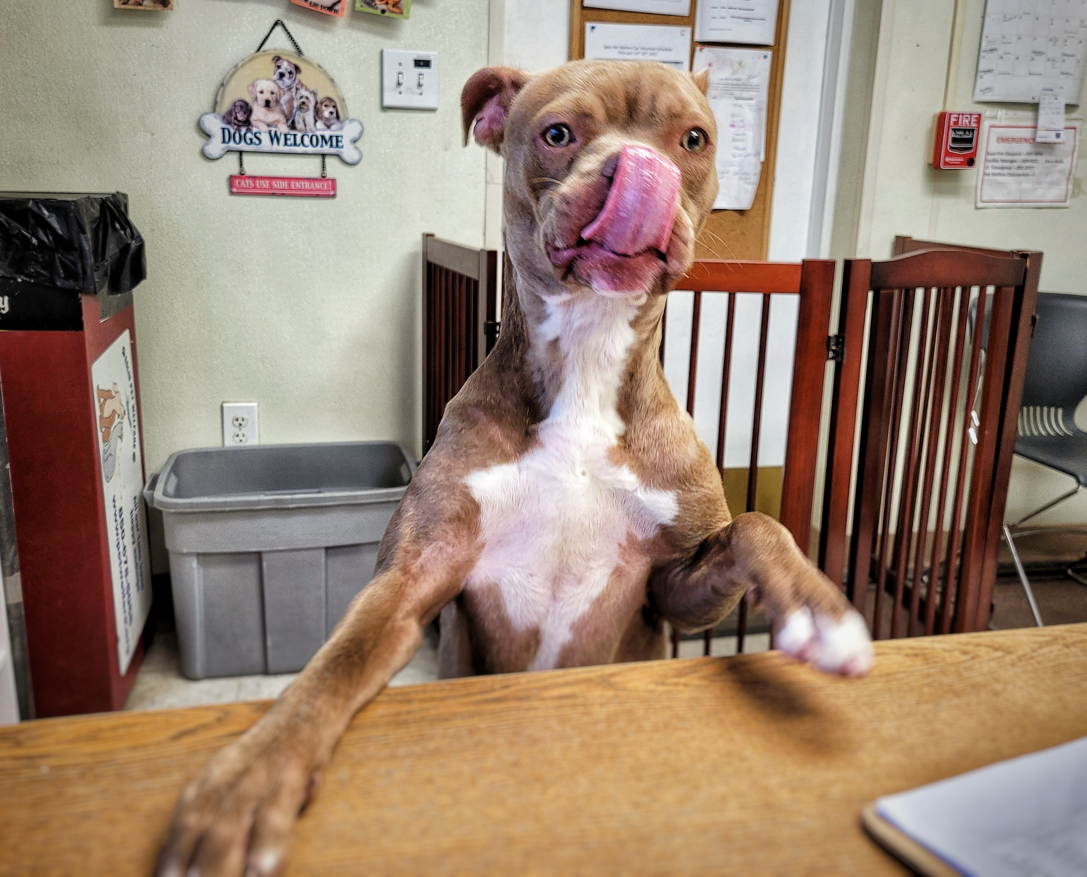 Hazel, an adoptable Boston Terrier, American Bulldog in Eglin AFB, FL, 32542 | Photo Image 3