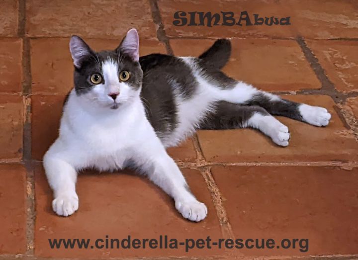 Simbabwa, an adoptable Domestic Short Hair in Mission, TX_image-2