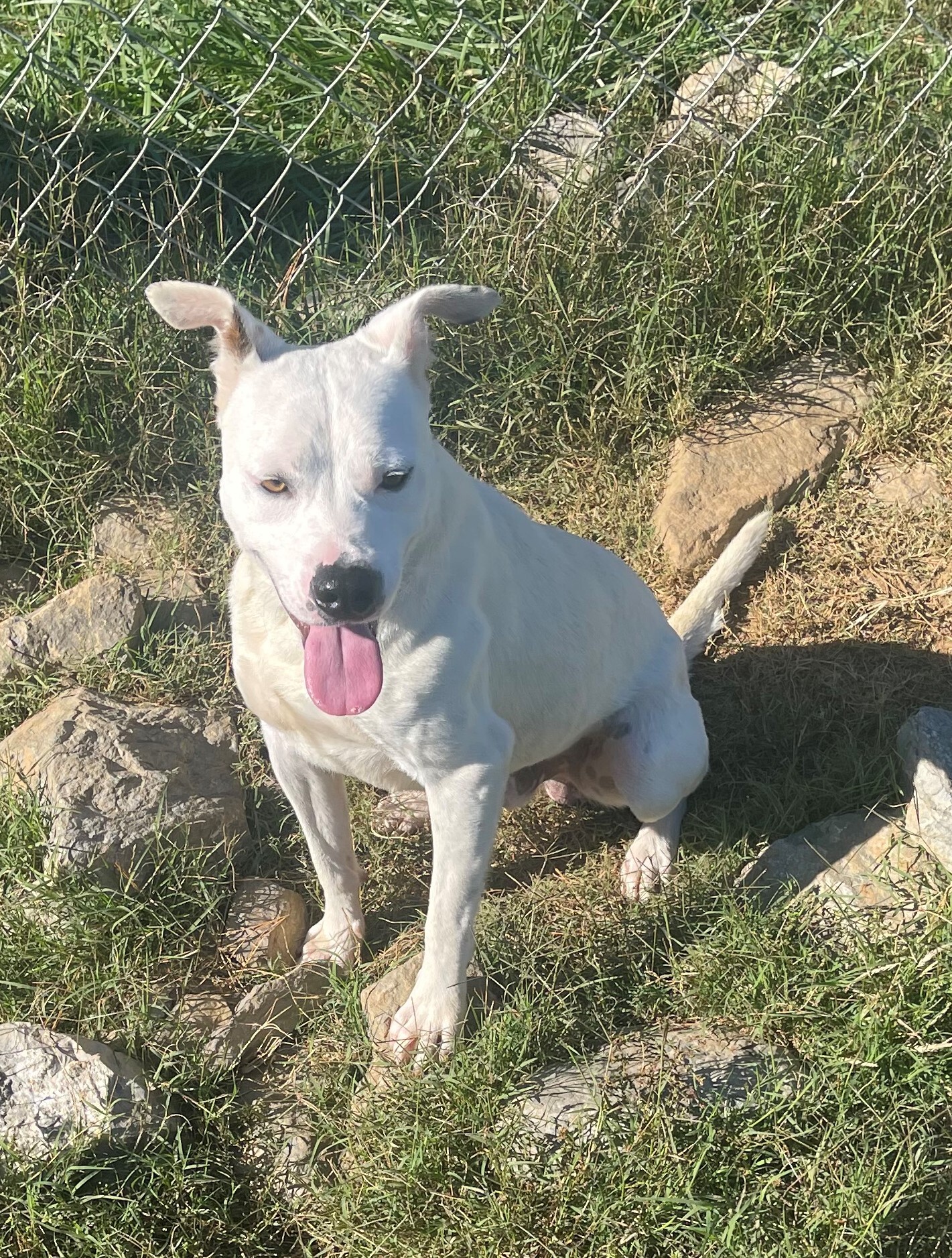 Snowball, an adoptable Jack Russell Terrier, Labrador Retriever in Rogersville, TN, 37857 | Photo Image 2