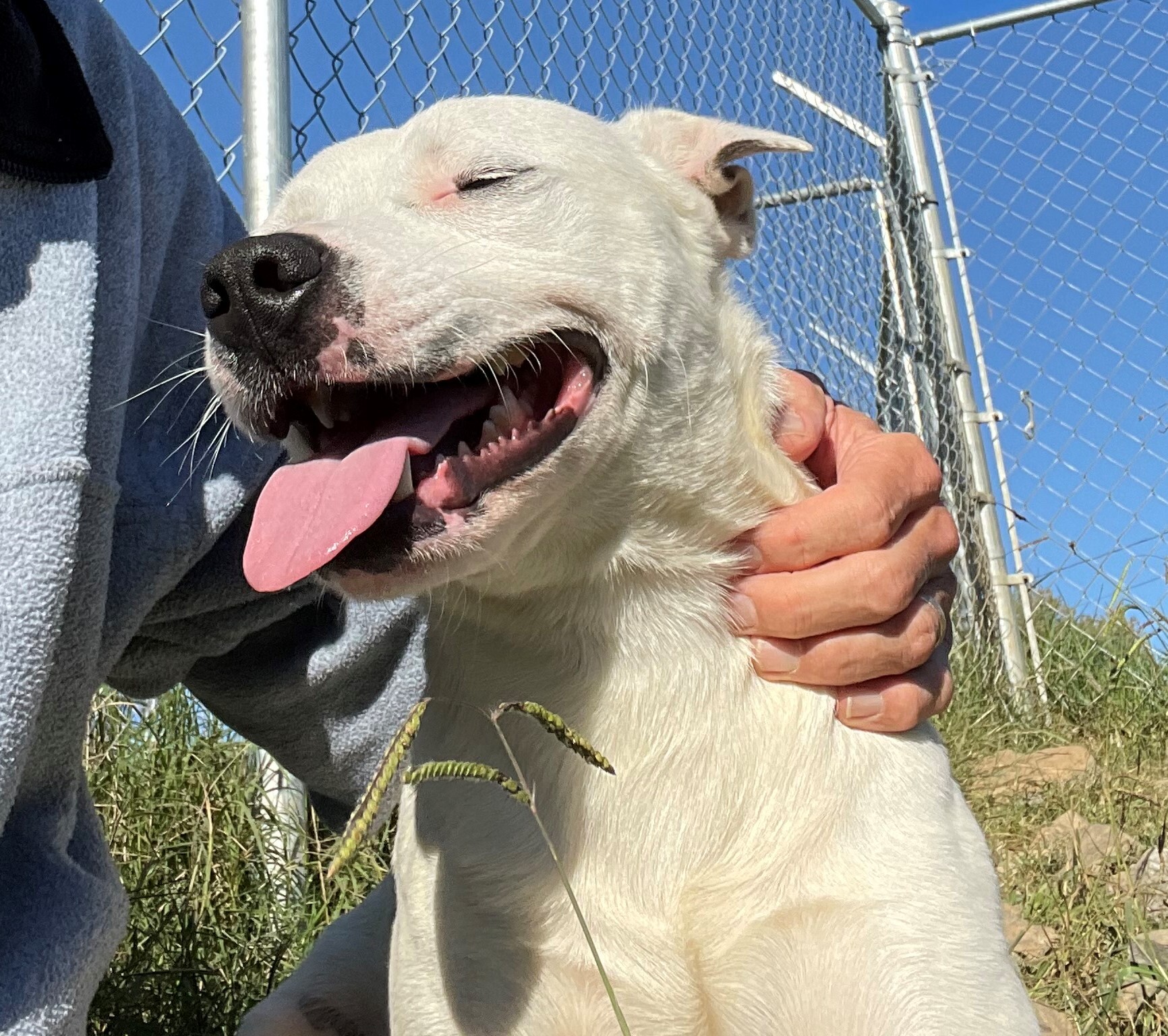 Snowball, an adoptable Jack Russell Terrier, Labrador Retriever in Rogersville, TN, 37857 | Photo Image 3