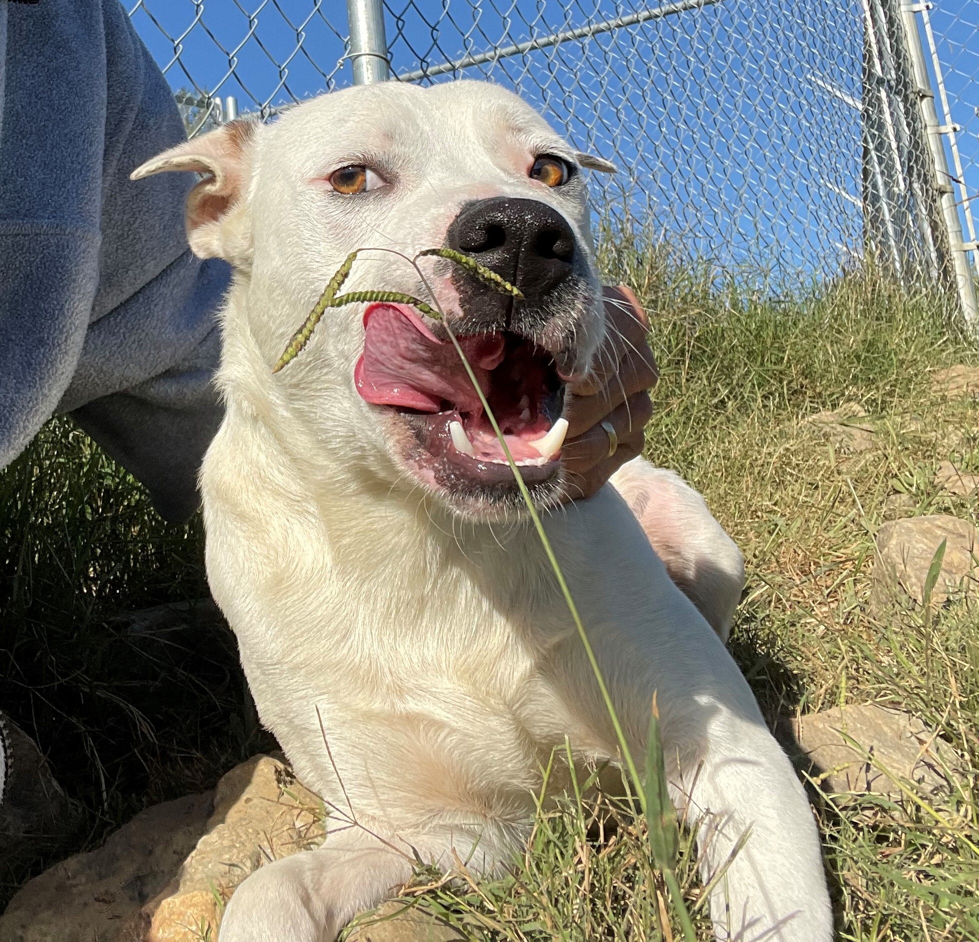 Snowball, an adoptable Jack Russell Terrier, Labrador Retriever in Rogersville, TN, 37857 | Photo Image 4