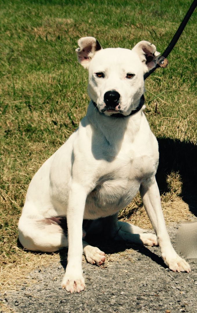 Snowball, an adoptable Jack Russell Terrier, Labrador Retriever in Rogersville, TN, 37857 | Photo Image 1