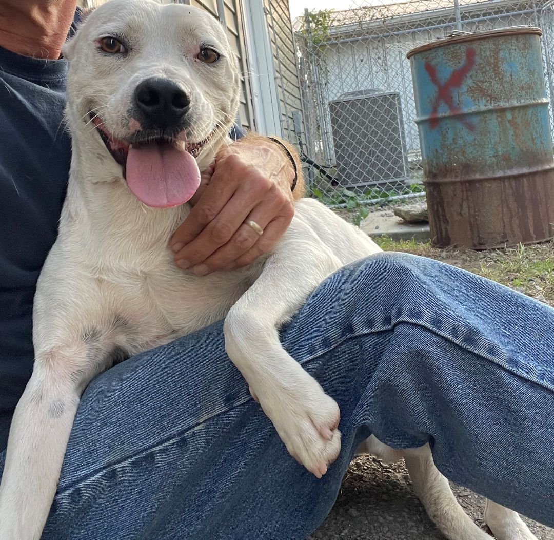 Snowball, an adoptable Jack Russell Terrier, Labrador Retriever in Rogersville, TN, 37857 | Photo Image 5