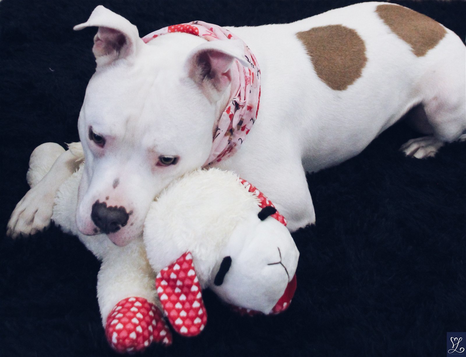 Wilkes, an adoptable Pit Bull Terrier in Lockport, NY, 14095 | Photo Image 3