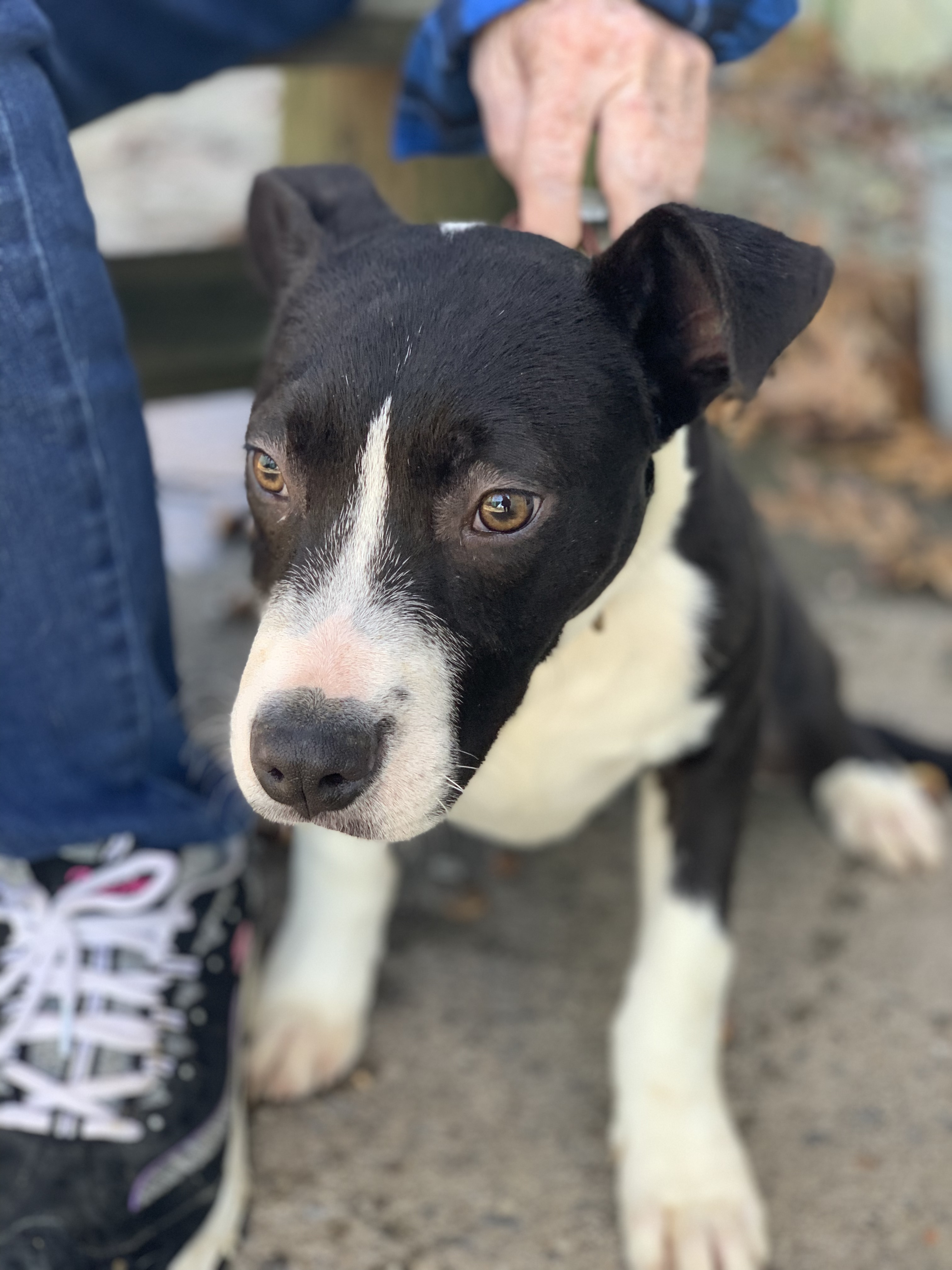 Dog for adoption - Patch , a Terrier Mix in Shelbyville, TN | Petfinder