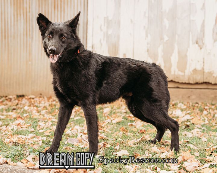 Wilson, an adopted Shepherd Mix in Owensboro, KY_image-1