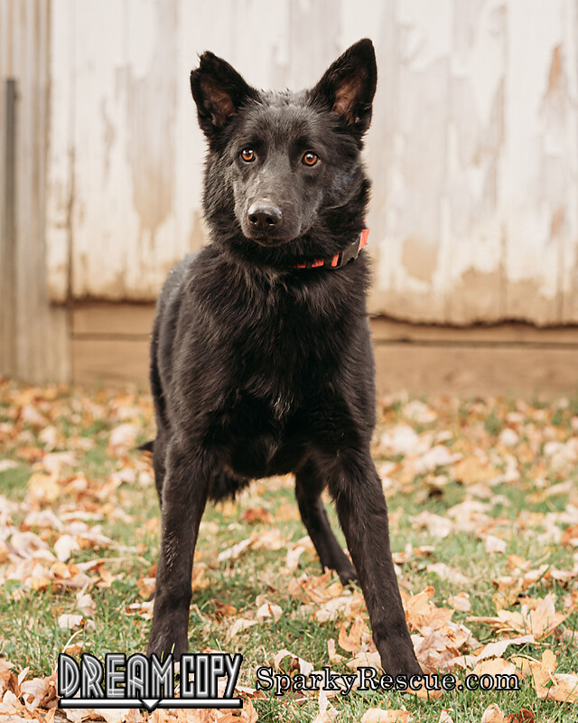 Wilson, an adopted Shepherd Mix in Owensboro, KY_image-2