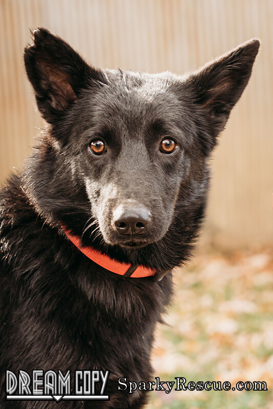 Wilson, an adoptable Shepherd Mix in Owensboro, KY_image-3