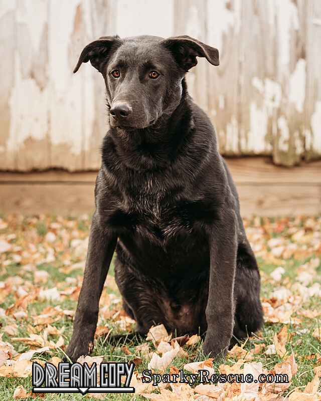 Waylon, an adopted Shepherd Mix in Owensboro, KY_image-2