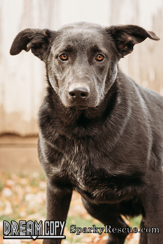 Waylon, an adopted Shepherd Mix in Owensboro, KY_image-3