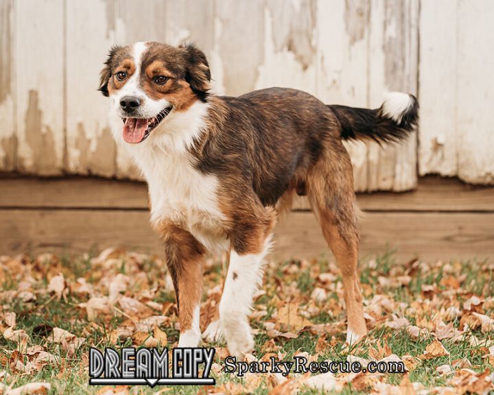 Fields DRD program, an adopted Australian Shepherd & Boxer Mix in Owensboro, KY_image-1