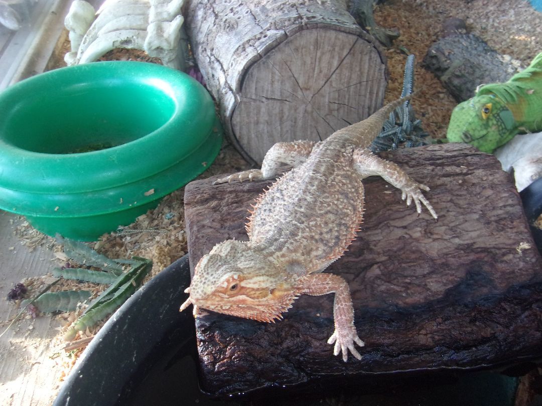 Meet the bearded dragons of a Pine Island rescue