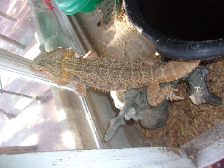 Meet the bearded dragons of a Pine Island rescue